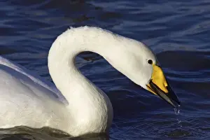 Whooper Swan - Drinking Welney, Ouse Washes, Norfolk, UK BI007010