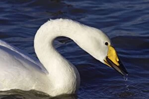 Swan Collection: Whooper Swan - Drinking Welney, Ouse Washes, Norfolk, UK BI007010