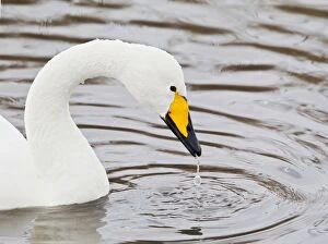 Images Dated 10th February 2012: Whooper Swan - feeding