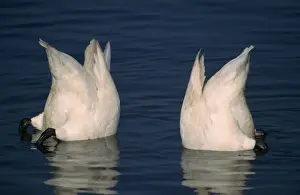 Upended Prints: Whooper Swan - bottom feeding UK