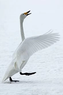 Images Dated 22nd February 2004: Whooper Swan -flapping wings. Hokkaido, Japan