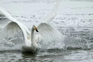 Images Dated 22nd February 2004: Whooper Swan - flapping wings Hokkaido, Japan