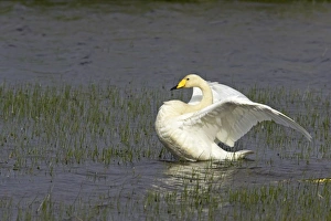 Shetland Island Collection: Whooper Swan - Flapping wings Shetland Mainland, UK BI011578