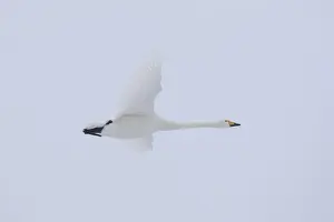 Moving Prints: Whooper Swan flight 08