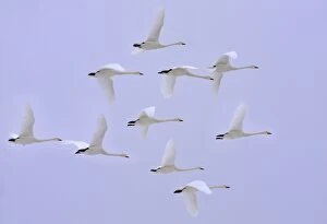 Images Dated 26th February 2008: Whooper Swan in flight