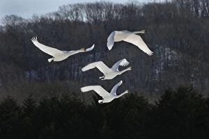 Images Dated 28th February 2008: Whooper Swan in flight
