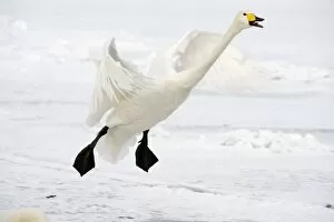 Images Dated 17th February 2010: Whooper Swan - in flight coming in to land - calling - Lake Kussharo - Hokkaido Island - Japan