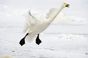 Hokkaido Prints: Whooper Swan - in flight coming in to land - calling - Lake Kussharo - Hokkaido Island - Japan