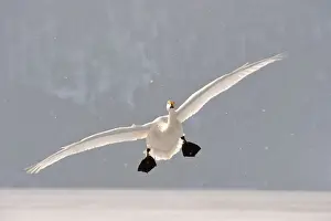 Hokkaido Prints: Whooper Swan - in flight with falling snow - Lake Kussharo - Hokkaido Island - Japan
