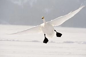 Whooper Swan - in flight with feet down