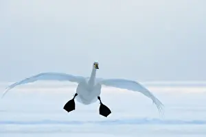 Whooper Swan - in flight with feet down - Lake Kussharo - Hokkaido Island - Japan