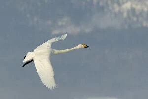 Images Dated 25th February 2004: Whooper Swan - in flight. Hokkaido, Japan