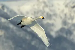 Whooper Swan - in flight. Hokkaido, Japan