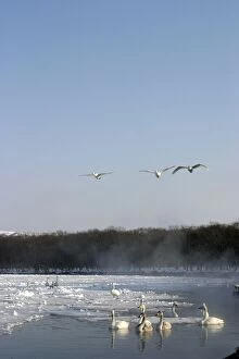 Whooper Swan - in flight, and on lake