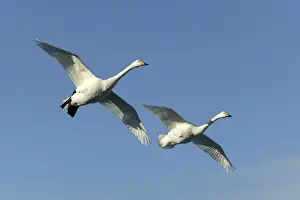 Whooper Swan - two in flight Lake Kushiro, Hokkaido, Japan