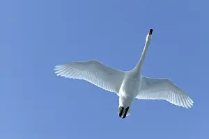 Whooper Swan - in flight Lake Kushiro, Hokkaido, Japan
