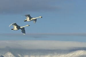 Images Dated 20th February 2004: Whooper Swan - two in flight Lake Kushiro, Hokkaido, Japan