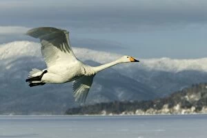 Images Dated 20th February 2004: Whooper Swan - in flight Lake Kushiro, Hokkaido, Japan