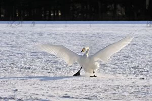 Images Dated 28th February 2008: Whooper Swan in flight landing in snow