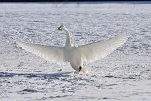 Whooper Swan in flight landing in snow