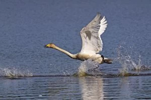 Whooper Swan - in flight taking off