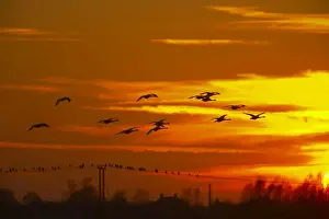 Dawn Prints: Whooper Swan - Flock in flight at Sunset - Welney WWT - Ouse Washes - Norfolk - UK BI015270