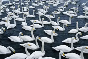 Whooper Swan - Flock on lake, Hokkaido, Japan JPF39151