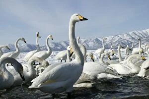 Images Dated 24th February 2004: Whooper Swan - flock by lake Lake Kushiro, Hokkaido, Japan