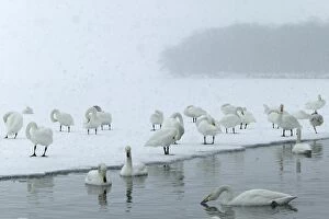 Whooper Swan - flock in snow storm