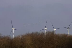 Whooper Swan - Flying Toward Wind Turbines