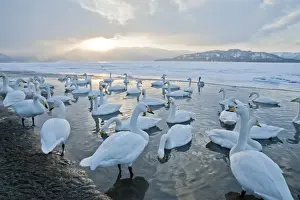 Hokkaido Prints: Whooper Swan - group at edge of frozen lake - low sun over mountains beyond - Lake Kussharo - Hokkaido Island - Japan