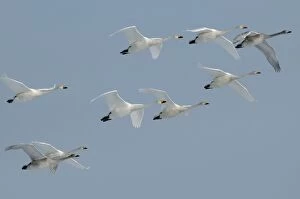 Whooper Swan - group in flight formation