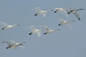 Hokkaido Prints: Whooper Swan - group in flight formation - Hokkaido Island - Japan