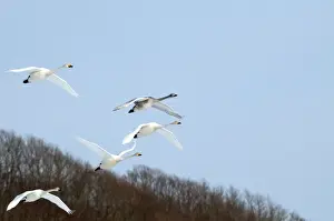 Five Prints: Whooper Swan - group in flight - Hokkaido Island - Japan