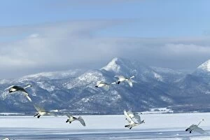 Images Dated 20th February 2004: Whooper Swan - group in flight Lake Kushiro, Hokkaido, Japan