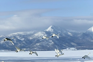 Images Dated 20th February 2004: Whooper Swan - group in flight Lake Kushiro, Hokkaido, Japan