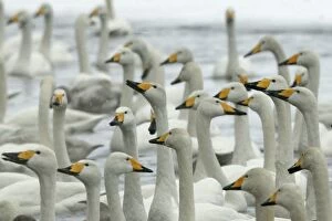 Images Dated 22nd February 2004: Whooper Swan - group Lake Kushiro, Hokkaido, Japan