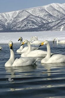 Images Dated 20th February 2004: Whooper Swan - group on lake Lake Kushiro, Hokkaido, Japan