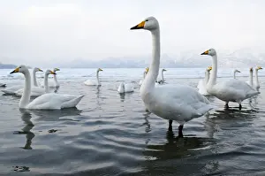 Hokkaido Prints: Whooper Swan - group in shallow water - at lakes edge - Lake Kussharo - Hokkaido Island - Japan