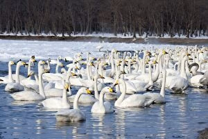 Whooper Swan - group in water at edge of lake
