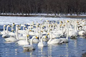 Hokkaido Prints: Whooper Swan - group in water at edge of lake - Lake Kussharo - Hokkaido Island - Japan