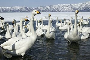 Images Dated 20th February 2004: Whooper Swan - group on water Lake Kushiro, Hokkaido, Japan