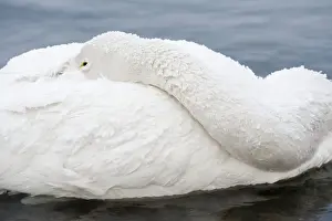 Hokkaido Prints: Whooper Swan - head tucked over back - Lake Kussharo - Hokkaido Island - Japan