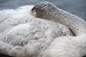 Hokkaido Prints: Whooper Swan - immature - head tucked into wings