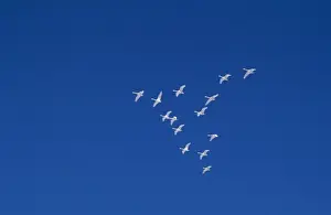 Leadership Prints: Whooper Swan JPF 10661 Lake Kussharo