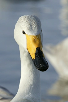 Images Dated 20th February 2004: Whooper Swan Lake Kushiro, Hokkaido, Japan