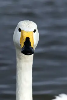 Whooper Swan Lake Kushiro, Hokkaido, Japan