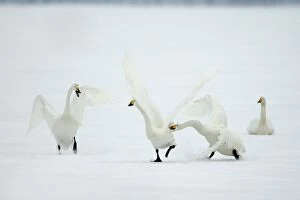 Images Dated 21st February 2004: Whooper Swan Lake Kushiro, Hokkaido, Japan