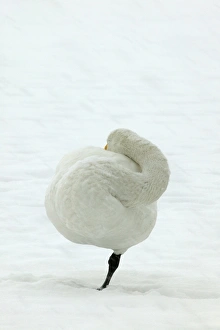 Images Dated 22nd February 2004: Whooper Swan Lake Kushiro, Hokkaido, Japan