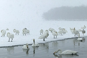 Images Dated 22nd February 2004: Whooper Swan Lake Kushiro, Hokkaido, Japan